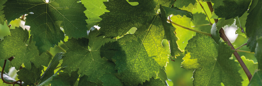 foglia_vite_sostenibilità_rating_esg_cerved